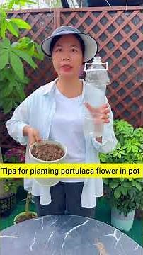 tips for planting portulaca flower in pot #garden #handmadeplanter #gardenflower