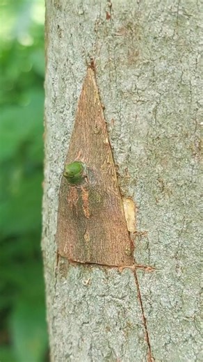 new mango grafting techniques #shorts #shortsviral #part734