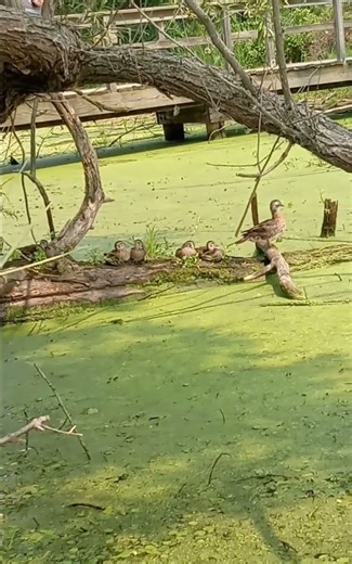 Wood Duck Mama Hen and Ducklings, Resting on a Branch. #WoodDucks #Ducklings #Ducks #Nature #Shorts.