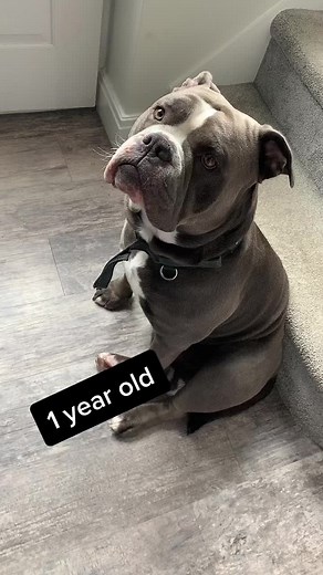 Meet Fred: Our Handsome 1-Year-Old Olde English Bulldog