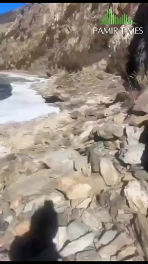 A snow leopard hunts yak in Shimshal Valley, Gojal, Hunza | PAMIR TIMES