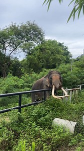 Sound up for a joyful elephant toot! 🎺🐘 Meet our herd of rescued elephants up close by booking your once-in-a-lifetime experience at Samui Elephant Haven ✨ www.samuielephanthaven.org —————— #ResponsibleTravelThailand #Thailand #ThailandTrip #ThailandIsMagic #LoveThailand #VisitThailand #KohSamui #KohSamuiGuide #ElephantThailand #KohSamuiElephantSanctuary #KohSamuiElephant #SamuiElephantHaven #KohSamuiElephants #KohSamuiTravel #EthicalElephantTourism #ThailandTravel | Samui Elephant Haven