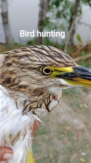 bird hunting #birds #slingshot #shorts