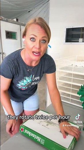 How to incubate quail eggs! #bobwhite #eggstochicks #poultry #eggs #howto #quaillady