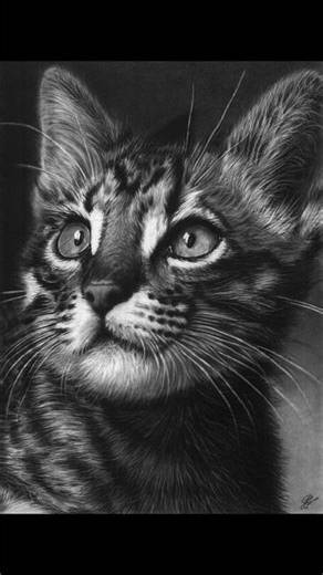 Easy cat drawing using charcoal ✨🐱#cats #drawing #sketch #viral #viralshorts #art #artist