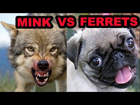 What Makes a Better Pet? Mink vs Ferrets.
