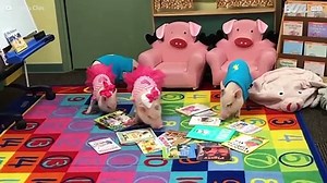 The cutest piglet compilation ever