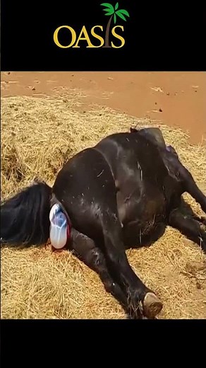 Horse Giving Birth