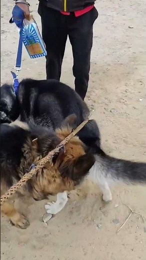 German Shepherd vs Husky Fight | All About Dogs #shorts #short #youtubeshorts #germanshepherd