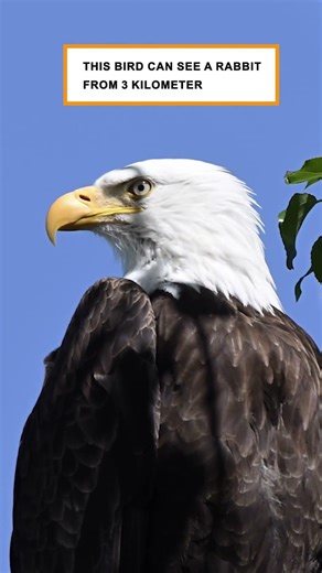 Eagle eyesight fact