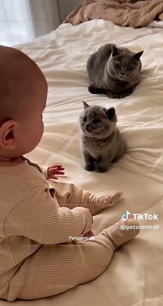 What little secrets could they be sharing while mom watches? 🐱👶#cute #baby #funny #fyp