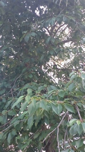 Discover meaning, What t Poplar says Explained