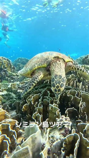 シミラン島ツアーは選べる4種類 #SeaStar #プーケット #プーケットオプショナル #プーケット旅行 #プーケットオプショナルツアー #プーケットゴールドトラベル #シミラン島
