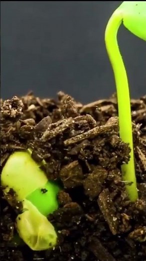 "The Journey of Seed Germination: From Seed to Plant" #botanylovers #gardening #garden #plants