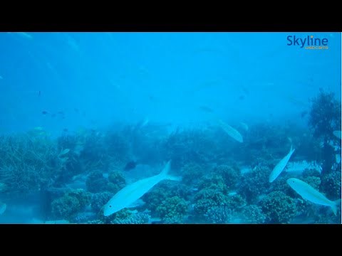 Live Underwater Cam from the Maldives | Live cameras around the world