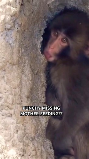 Punchy Missing Mother Feeding?? #monkey #animallovers #punchmonkey @AbroadinJapan