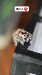 3.8K views · 17 reactions | Phidippus Regius Juvenile Female | Spider Fries | Facebook