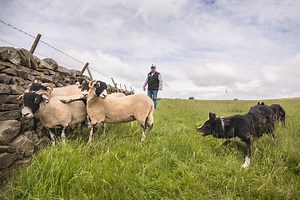 Sheepdog trials: How farmers' bluster has led to 150 years of enthralling, fascinating competition