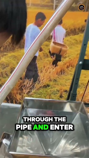 How Rice Is Processed Automatically?