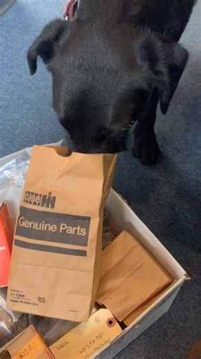 Quality control here, making sure the parts are genuine and suitable for your IH! 888-288-0550 Shipping International Harvester parts for Loadstar, Travelall, Scouts, KB and letter series Pickups, Farmall, etc…#scoutpartsdotcom #loadstar #kbparts #travelall #ihscout #internationalharvester #farmall #idahoshag #lollydog | Scout Parts Dot Com