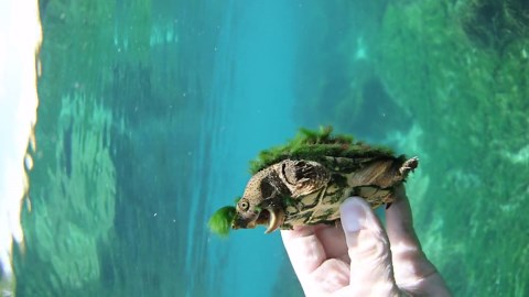 Turtle sports stylish algae hairdo