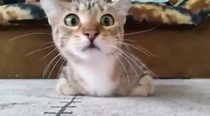 A 30 second clip of a cat watching a horror movie is the funniest thing I've seen this year. Turn the sound up to hear the movie. And watch her pupils😆 . . #cat #cats #horrormovie #funnycat #meme #funny #justforlaughs #soofunny #catmeme #catsarefunny #laughoutloud #lol #haha #horror #movie #see #watch #scarycat #scary #madcat | Simran Kaur Mundi