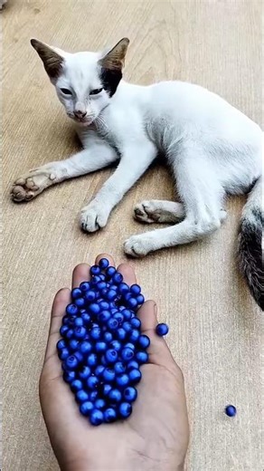 Relaxing Cat & Colorful Beads 🌈🐱 | Reverse ASMR Magic Short #shorts #cat #ball #funny