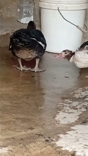 Soothing Duck Water Sounds 💧🦆 | Calm & Peaceful ASMR #shorts