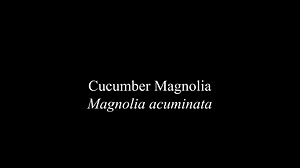 Plant Chats with Val- Cucumber Magnolia - Frederick Law Olmsted National Historic Site (U.S. National Park Service)