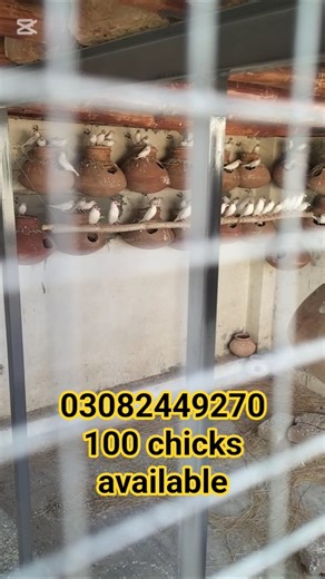 white java breeder colony #birds #javasparrow #lovebirds #breedingpair