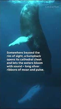 Listen to humpback whale song recorded in 1949, from the WHOI archives