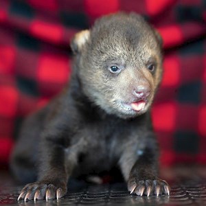 Watch this teeny tiny bear cub grow up and climb his first tree 💚 | The Dodo