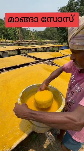 Mango Processing: Traditional Techniques for Dried Fruit