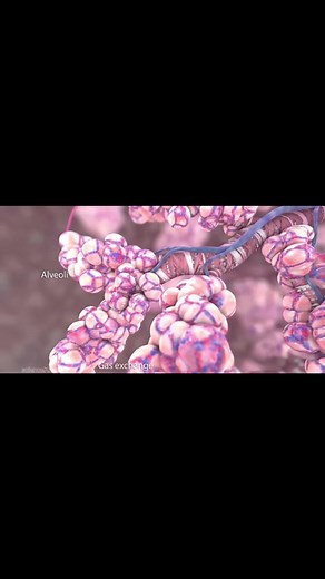 Oxygen and CO2 Exchange Process in the Lungs Explained