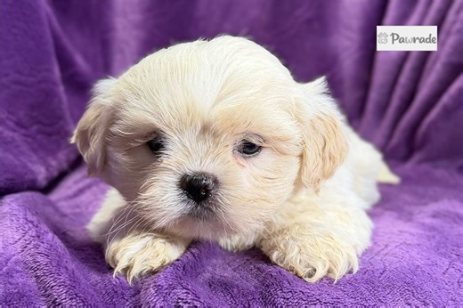 Grace - Lhasa Apso Puppy CBFA00