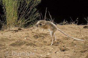 Kangaroo Rat Facts | Behavior, Diet, Habitat, Reproduction - Animals Time