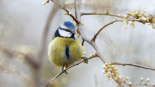 Jardin : voici comment attirer les mésanges dès le mois de mars pour venir à bout des frelons asiatiques cet été
