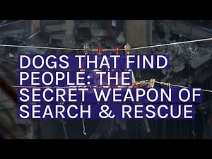 Search and rescue dog