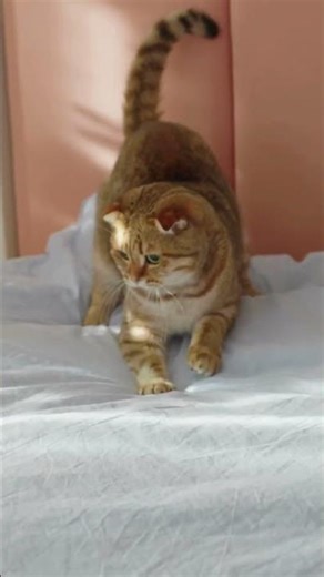 POV: your bed isn’t yours anymore 🐱🛏️ | Quand ton chat s’approprie TON lit #cat