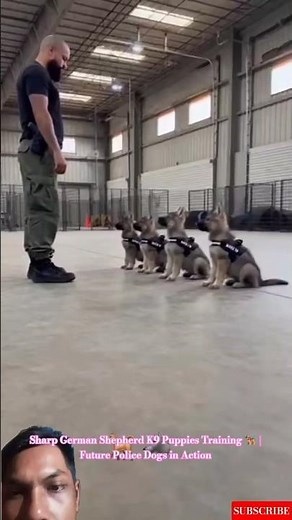 Sharp German Shepherd K9 Puppies Training 🐕‍🦺 | Future Police Dogs in Action #dogtraining #puppy