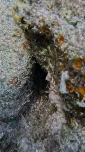 TUBE ANEMONE - Hidden Life Deep Inside the Coral 🪸🫣👀
