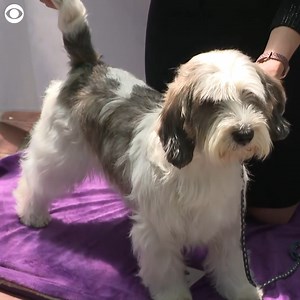 WESTMINSTER WINNER'S LUNCH: Buddy Holly, a petit basset griffon Vendéen, was crowned best in show at the Westminster Kennel Club Dog Show in New York on Tuesday (5/9). On Wednesday (5/10), the pup enjoyed a special lunch as a reward. He's the first of his breed to win the prestigious top prize. | CBS Newspath