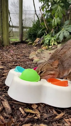 Engaging Feeding Enrichment for Kuda the Cat