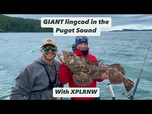 GIANT Puget Sound Lingcod- with XPLRNW