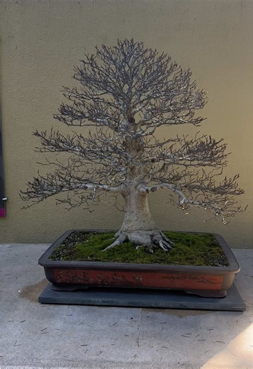 Walk up. 1) Japanese Beech (Fagus crenate ‘Fuji’); in training as a bonsai since 1958; original artist Kazuhiro Ohashi. 2) Hinoki Cypress (Chamaecyparis obtusa); Original Artist: Hal Mahoney; A Bonsai Since: 1983. #bonsai #livingart #beechbonsai #hinokicypressbonsai