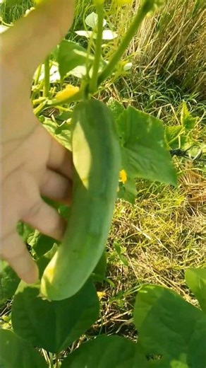 How to Grow Cucumber at Home 🥒 | Easy Gardening for Beginners