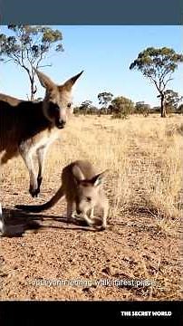 How Baby Kangaroos Survive Inside the Pouch 😳🦘