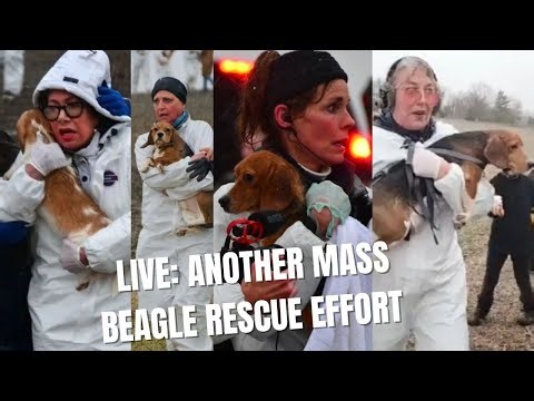 LIVE from Wisconsin: 2,000 Animal Lovers Converge to Rescue 2k Beagles