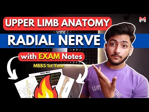 Upper Limb Anatomy - Radial Nerve | MBBS 1st Year | Full Explanation With Exam Notes | MBBS World