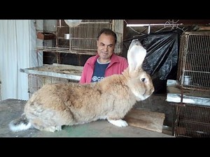 Profitable Rabbit Farming: The 3 MOST Efficient Meat Rabbit Breeds in USA.